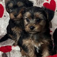 Yorkshire cuccioli disponibili