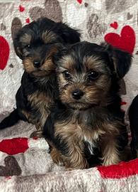 Yorkshire cuccioli disponibili