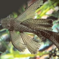 Pesci acquario Ancistrus pinna vela