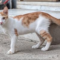 Artù, gattino bianco e rosso 5 mesi