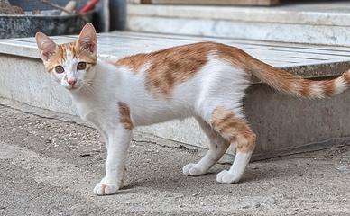 Artù, gattino bianco e rosso 5 mesi