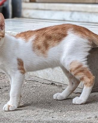 Artù, gattino bianco e rosso 5 mesi
