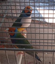 Diamanti di gould