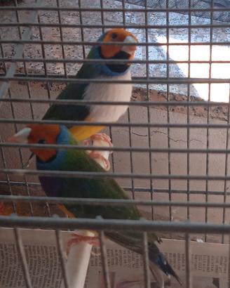 Diamanti di gould