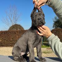 Cane corso cucciolo maschio e femmina 70 giorni