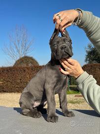 Cane corso cucciolo maschio e femmina 70 giorni