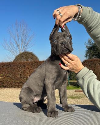 Cane corso cucciolo maschio e femmina 70 giorni