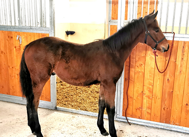 Puledro cavallo catria-maremmano