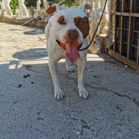 American Pitbull Terrier per monta