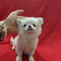 Bianca femmina chihuahua 3 mesi pelo lungo