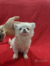 Bianca femmina chihuahua 3 mesi pelo lungo