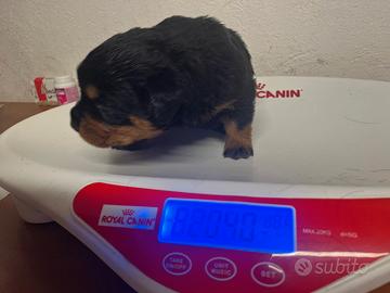 Cuccioli rottweiler