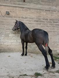 Cavallo