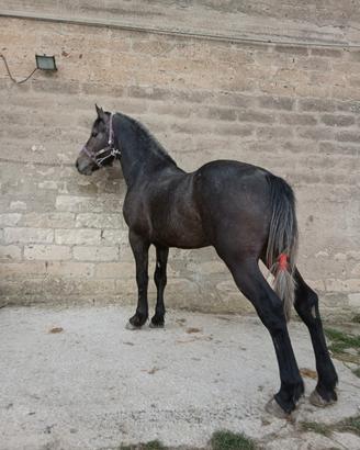Cavallo
