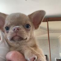 Chihuahua con pedigree