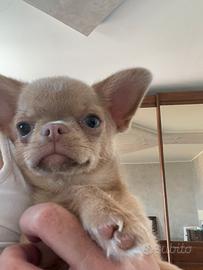 Chihuahua con pedigree