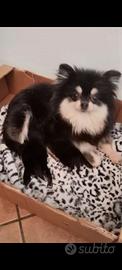 Volpini Spitz di Pomerania cuccioli