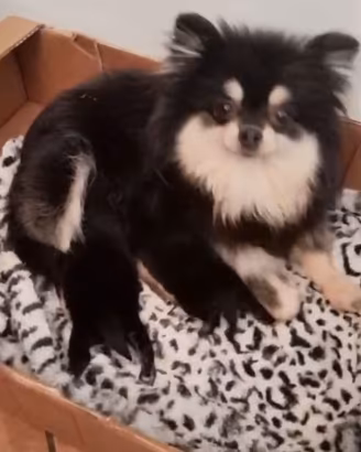 Volpini Spitz di Pomerania cuccioli
