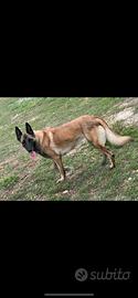 Splendida malinois