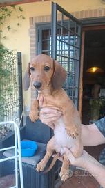 Ultimi cuccioli bassotto tedesco standard 