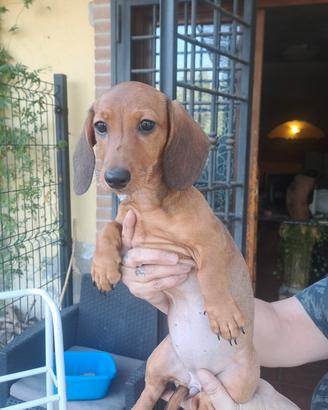 Ultimi cuccioli bassotto tedesco standard 