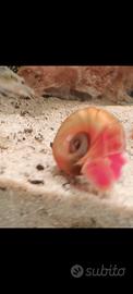 Planorbella duryi Red/Orange/Planorbarius