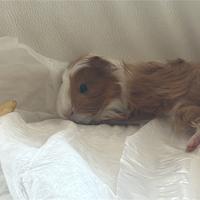 Porcellino d India femmina