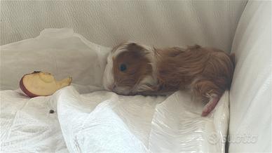 Porcellino d India femmina