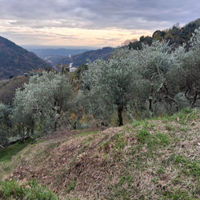 Oliveto comodato