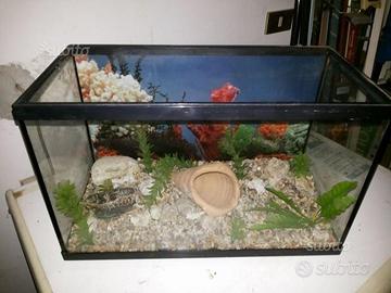 Acquario in vetro 38 LT + DECORAZIONI INTERNE