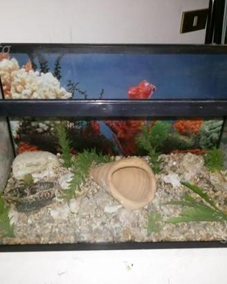 Acquario in vetro 38 LT + DECORAZIONI INTERNE