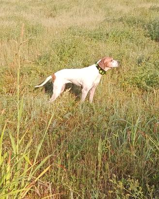 Pointer femmina 