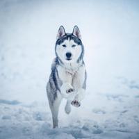 Siberian Husky / Monta