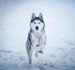 Siberian Husky / Monta