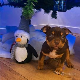 Cucciola di American Bully Pocket