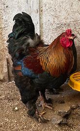 Pulcini gallina Brahma