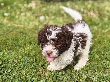 Cuccioli Lagotto Romagnolo