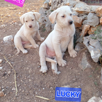 Cuccioli taglia media