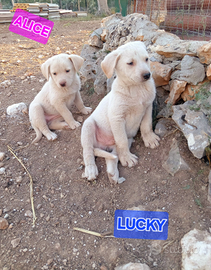 Cuccioli taglia media