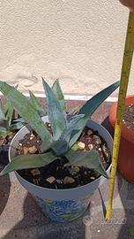 Vaso con pianta Agave Americana 18 cm circa