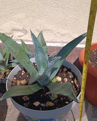 Vaso con pianta Agave Americana 18 cm circa