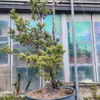 Bonsai di pino silvestre 