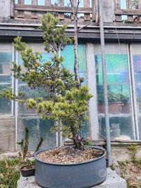 Bonsai di pino silvestre 