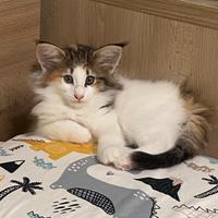 Cuccioli di Gatto norvegese delle foreste