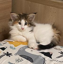 Cuccioli di Gatto norvegese delle foreste