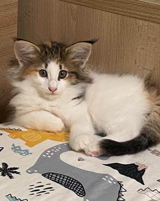 Cuccioli di Gatto norvegese delle foreste