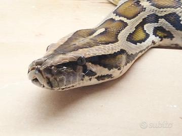 Python bivittatus