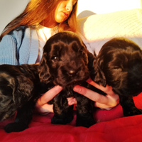 Cocker spaniel inglese pedigree PET TERAPY nero