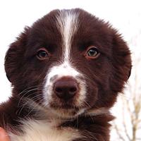 Cuccioli di Border Collie