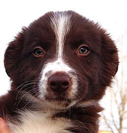 Cuccioli di Border Collie